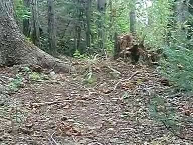 Дерево дышит