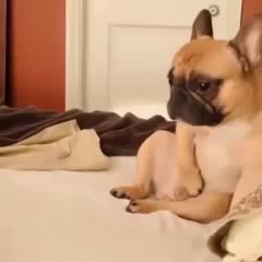 His morning routine - French Bulldog