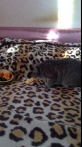 киса и апельсинка