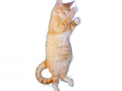 Husky-PNG-Transparent-Image