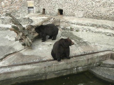 Медведи Николаев март 2014