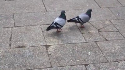 Pigeons - What is love