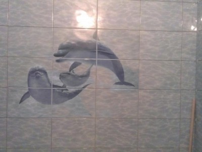 как выглядят дельфины