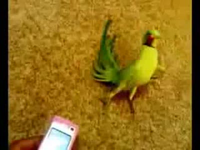 Попугай в трансе