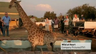 Спасение жирафа