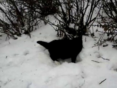 Гунька на улице