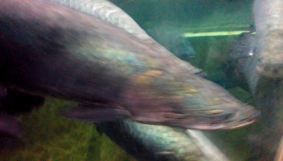 Пираруку.(г.Севастополь 2014г.)