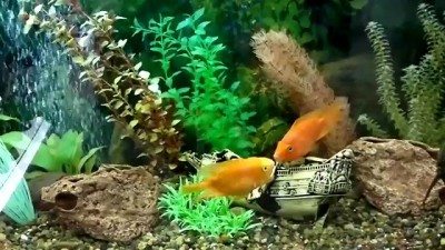 Рыбная любовь!!!!)))