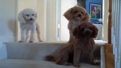 Виноватый собака