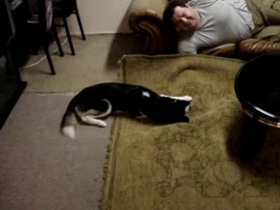 Лай атакует "мышь"