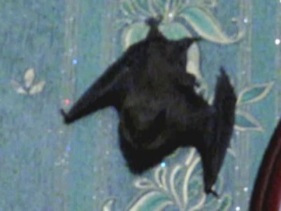 Летучая мышь