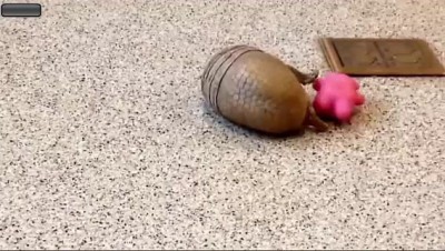 Броненосец.