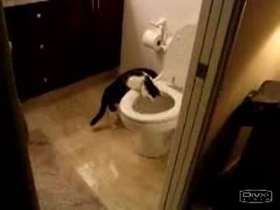 Любопытный котяра