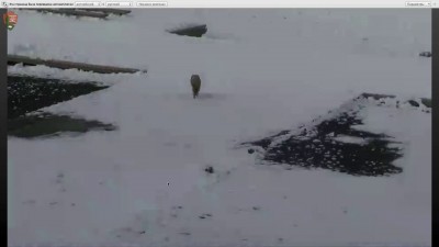 йеллостоун