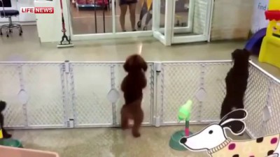 Видео с пуделем, танцующим сальсу, покорило интернет-пользователей