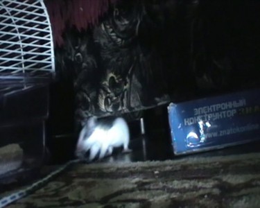 Крыска и верёвка