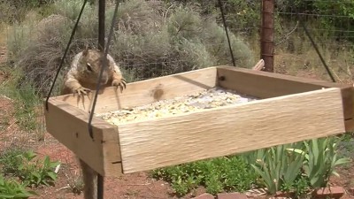 Настырная белка