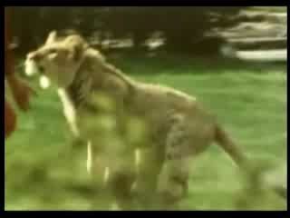 Любить так могут только чистые сердца