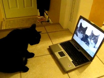 Реакция на говорящих котов 2