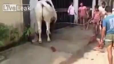 Святая корова посвятила в...