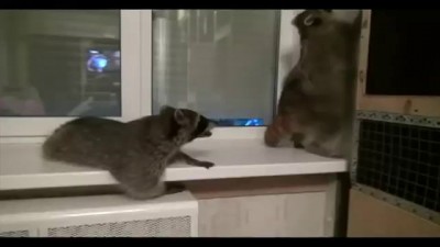 Вечеринка енотов full