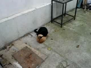 КотоРэслинг