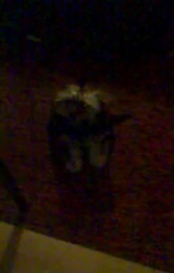 кто какашки принес?