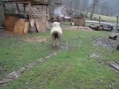 Овца собака