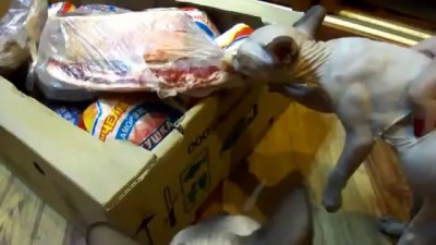 Котейка ест мясо.