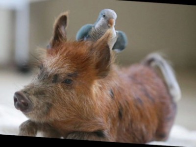 Животные странные пары 