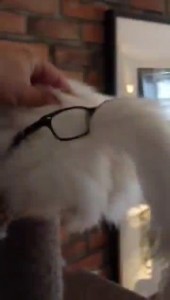 Кот в очках