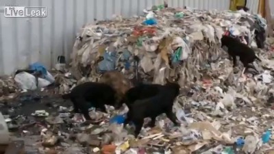 Щенки ловят крыс