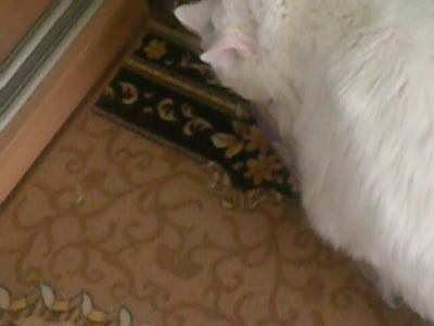 Кот в коробке