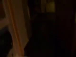 Крыса шугает кота