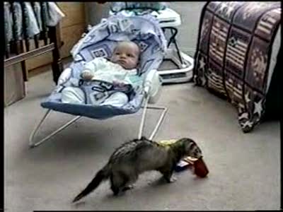 Наглый хорек