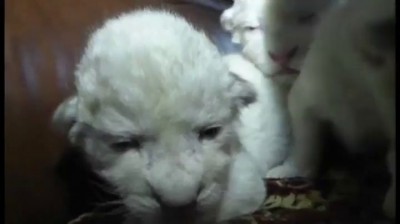 В Ялте родились белые львята