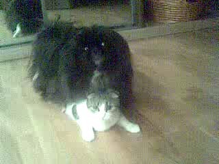 собака и кошка