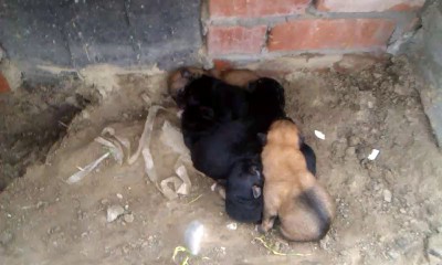 Щенки неделя от роду