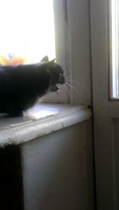 Кошка реагирует на муху