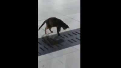 Профессионал