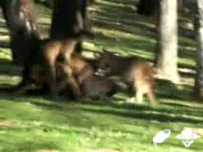 они такие-кенгуру!