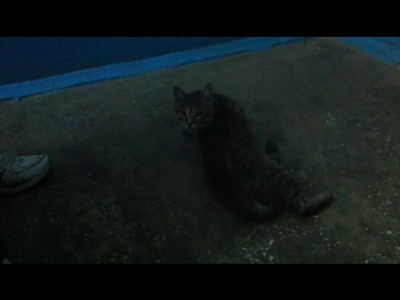 Мой кот в подъезде первый раз