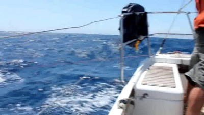 тузик на волне