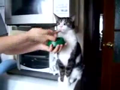 кот в трансе