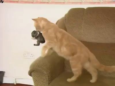 Кролик и кошка