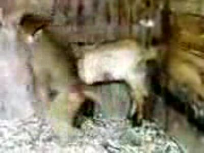 Обезьяна поимела козу