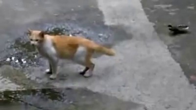 котэ и гопники