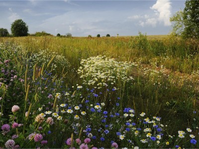Собачка в поле