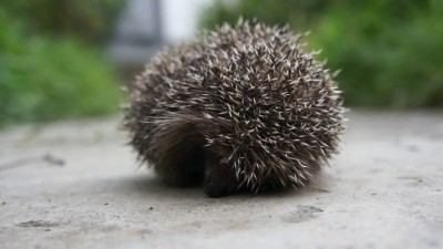 Ежик