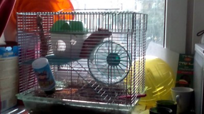 Хомяк - лень